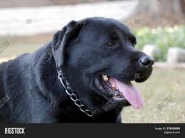 Black Labrador Dog Image Photo Free Trial Bigstock Over 370,315 dog posts sorted by time, relevancy, and popularity. black labrador dog image photo free