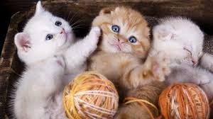 Oh My Goodness How Precious Sevimli Kediler Guzel Kediler Yavru Kediler