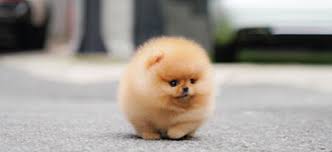 Puppies for sale dog 10 plush stuffed animal adorable. Mini Teacup Puppy