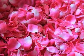 We did not find results for: Rose Potpourri Recipe The Old Farmer S Almanac
