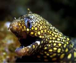 Jewel Moray Eel Moray Eel Sea Creatures Under The Sea