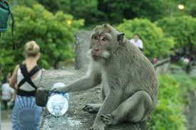  5 Tips How To Avoid A Monkey Attack At Uluwatu Temple Monyet Pemandangan Taman Nasional