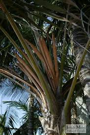 Check spelling or type a new query. Palm Tree Seeds And Fruit