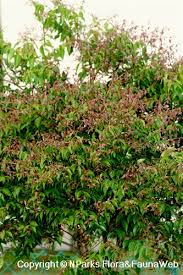 Image result for Syzygium niassense