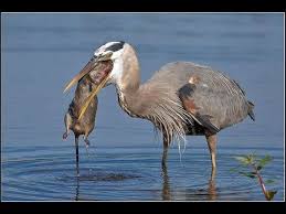 Blue Heron Eats Different Animals Fish Big Fish Gopher Rat Turtle Video Compilation Youtube Animal Attack Wild Animals Attack Blue Heron