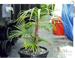 Image result for Acanthophoenix rubra