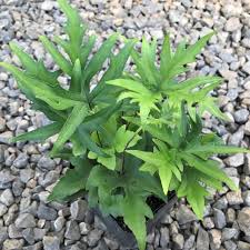 Image result for Doryopteris