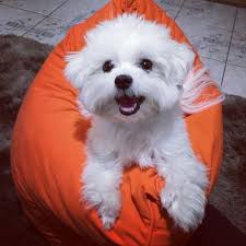 Carinha De Quem Quer Biscoito Maltes Thor Thormaltes Brasil Saopaulo Instadog Instalove Do Visit Inst4gram For More Inst4 Dogs Animals Instagram