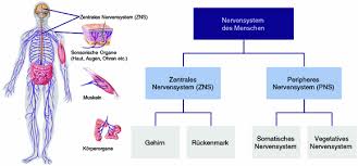 Als peripheres nervensystem (pns) werden alle nervenzellen und nervenbahnen bezeichnet, die nicht zum zentralen nervensystem (zns) gehören. Neurowissenschaftliche Grundlagen Springerlink