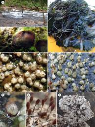 Image result for Podostemaceae