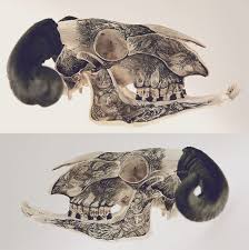 Pin By Anna On Artists Contemporary Art Skull Art Skull And Bones