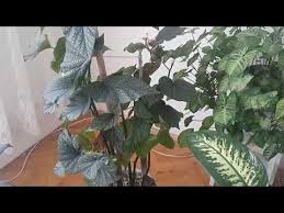 cilli begonya nasil saglikli buyur diger adi asiye mustafasida var youtube begonya cicek saglikli