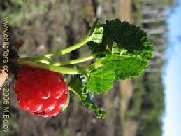 Image result for Rubus pinnatus