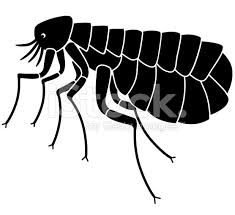 A Vector Illustration Side View Of A Flea In Black And White Fleas Vector Illustration Vector Art Illustration