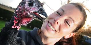 Pet Turkey Survives Fox, Dog Attacks During Epic Journey