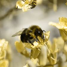 How to plant a honey bee garden. Jacaranda S New Bee Garden Jacaranda