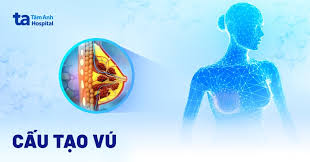 Giải phẫu vú (ngực): Cấu tạo, chức năng, bệnh lý và cơ chế hoạt động