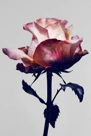 A life without it is like a sunless garden when the flowers are dead. Amica Blumen Gardening In Your Yard Love Flowers Flowers Photography Beautiful Flowers