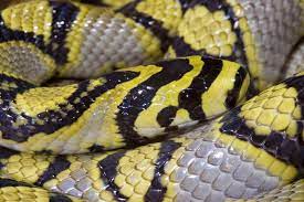 Mandarin Rat Snake We Have A Few Of These Pretties Rat Snake Snake Reptile Snakes