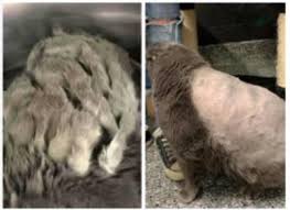 Introducing: LARGE MARGE, Lovable Chonk