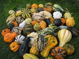 Image result for Cucurbita