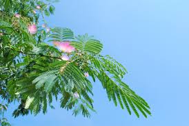 Image result for Albizia grandibracteata