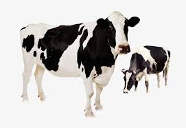 Dairy Cow Cow Clipart Dairy Cattle Breed Png Transparent Clipart Image And Psd File For Free Download Cute Cows Cow Cow Clipart