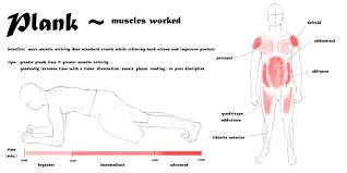 Plank Muscles Worked Martial Arts Martial Arts Workout Plank Muscles Worked