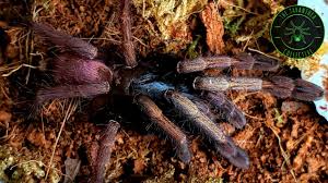 Image result for Holothrix pleistodactyla