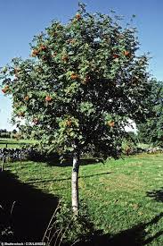 It is a highly variable species, and botanists have used different definitions of the species to include or exclude trees native to certain areas. Let Monty Show You How To Choose Plant And Care For A Tree In Your Garden Daily Mail Online