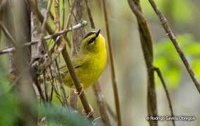 Maybe you would like to learn more about one of these? Black Crested Warbler Basileuterus Nigrocristata Peru Aves