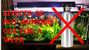 Effects Of Not Running Co2 For 1 Week In My Planted Aquarium Youtube