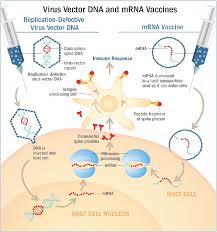Our goal is to create a safe and engaging place for users to connect over interests and passions. Updates On The Coronavirus Disease 2019 Vaccine And Consideration In Children