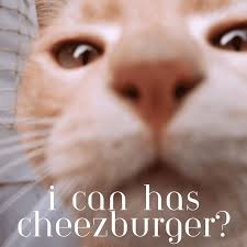 Image result for i can has cheezburger