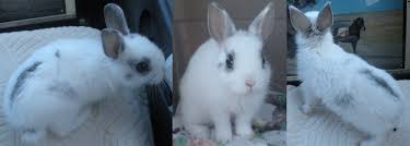 Crazy Critter Co. © | Small Pet Products | Rabbits And Rodents | 🐰🧬  Megacolon Is Not Commonly Recognized In The Rabbit Community And Something  To Consider If Your Rabbit Has Frequent