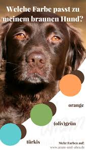 Welche Farbe Passt Zu Meinem Hund Eine Stilberatung Hunde Hund Zubehor Welche Farbe