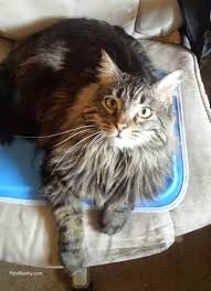 I worry so much about my feral cats, so many hot days in a row must be taking a toll on them. Keeping Indoor Outdoor Cats Cool In Summer Petsweekly Com