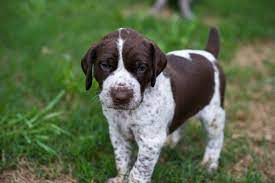 German Shorthair Pointer German Pointer Puppy Pointer Puppies German Shorthaired Pointer Dog