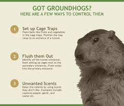 How To Get Rid Of Groundhogs Using Natural Home Remedies Get Rid Of Groundhogs Garden Pests Garden Pest Control