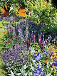 Chris Beardshaw Und Sein Lupinengarten Garten Konigskerze Und Garten Design