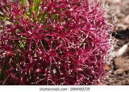 Image result for Philyrophyllum schinzii