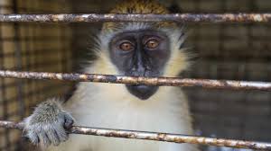 Maybe you would like to learn more about one of these? Monkey Problem St Kitts Great Attraction Becomes Great Headache Bbc News