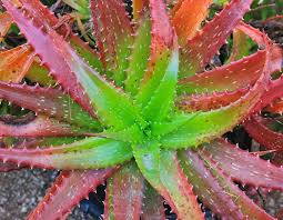 Image result for Aloe carnea
