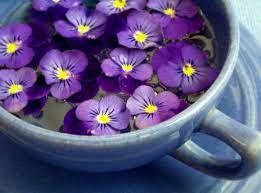 February Birth Flower Violet Flower Herbal Tea Garden Herbalism