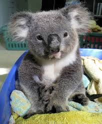 Koala Hospital Protecting Our Koalas For The Future Port Macquarie Nsw Australia Cute Animals Cute Baby Animals Baby Animals