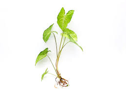 Image result for Syngonium podophyllum