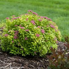 Image result for spirea japonica gold princess