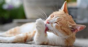 I feed her in a seperate bowl, because she doesnt seem to want to eat with her family. Cat Overgrooming Cat Licking Problems Petplan