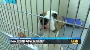 Caa receives over 8,000 animals per year, and most of them are available for adoption, foster, or rescue. Companion Animal Alliance Opens New Animal Shelter On Lsu S Campus