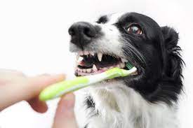 How to brush a dogs teeth. Toothbrushing Steps To Make Dog Teeth Dazzle American Kennel Club